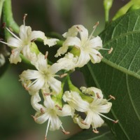 Cordia dichotoma G.Forst.
